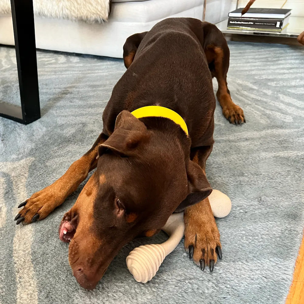 Best Dog Bones For Aggressive Chewers | BetterBone HARD