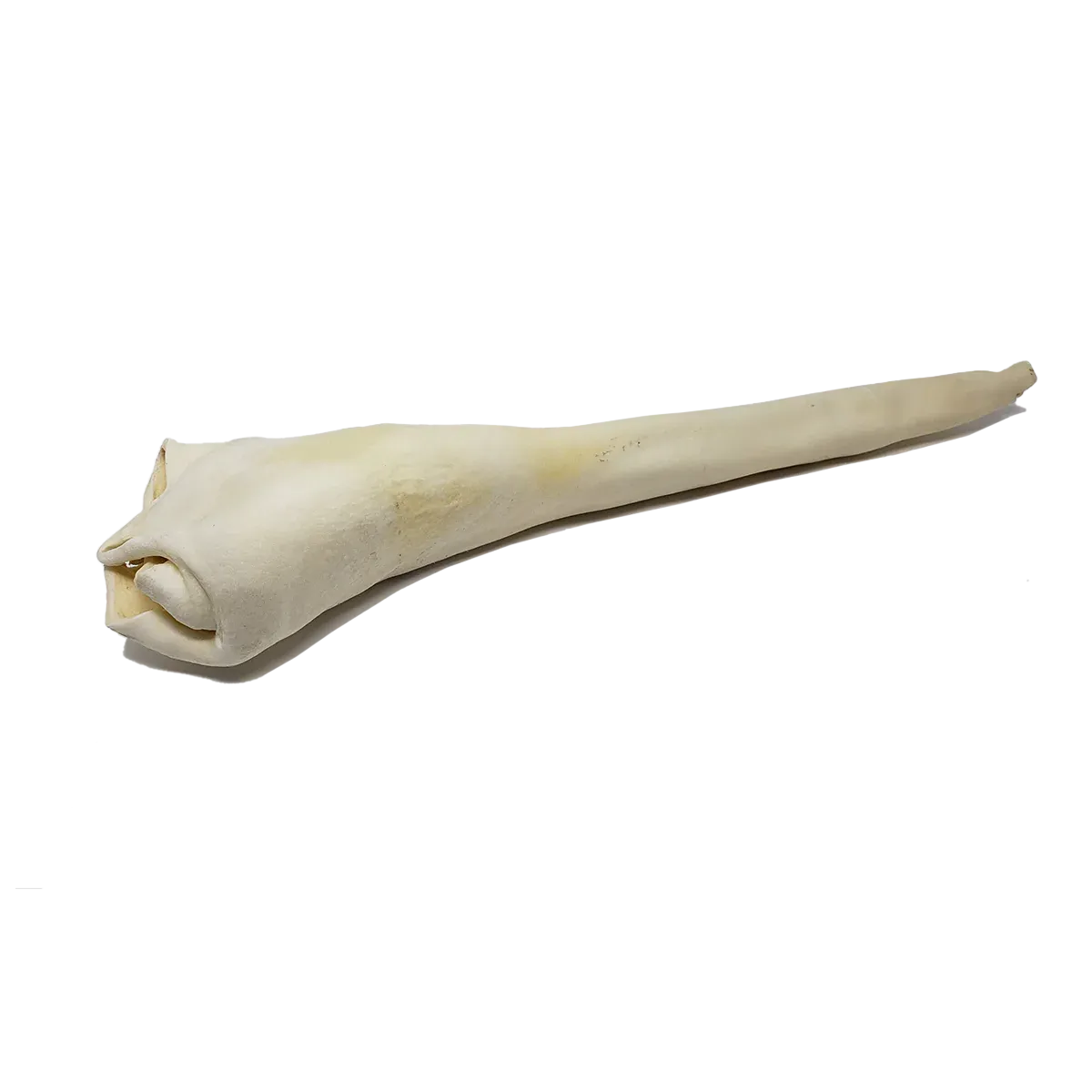 Open Range Bull Tail