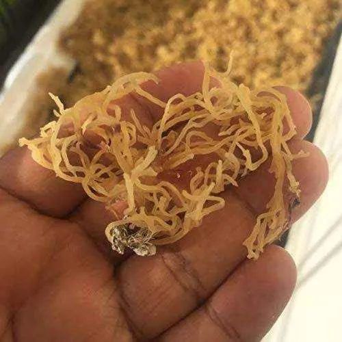 RastaMan Stew Sea Moss 113 Gram - Rich In Nutrition's - Healthy Super Food - Raw Wildcrafted  - Clean Ocean  - Hand Picked & Sun Dried (4 oz)