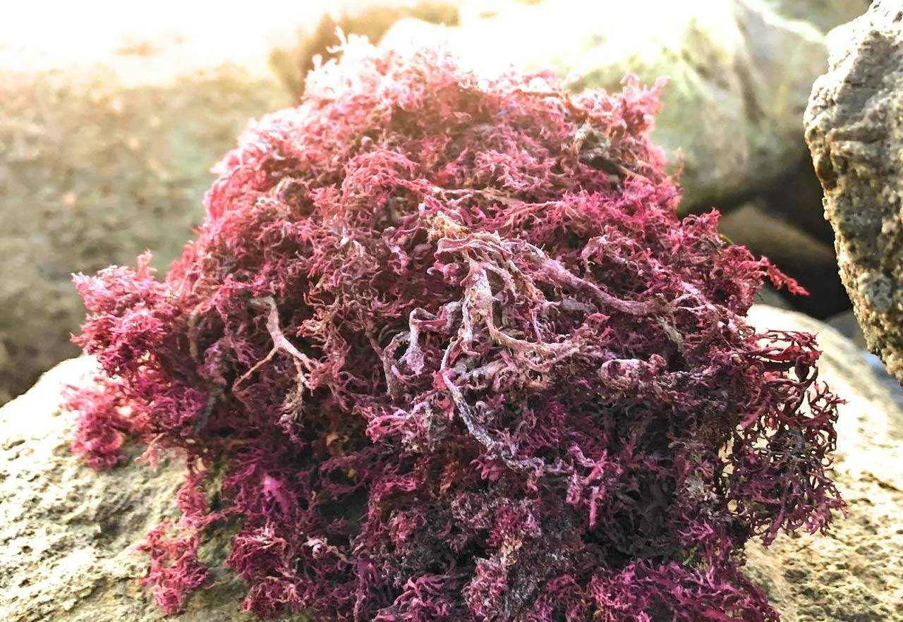 RastaMan Stew Sea Moss 113 Gram - Rich In Nutrition's - Healthy Super Food - Raw Wildcrafted  - Clean Ocean  - Hand Picked & Sun Dried (4 oz)