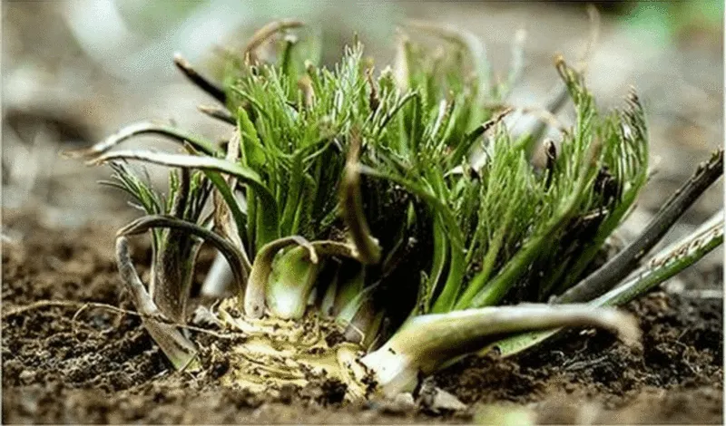 Refill of Horseradish Powder, Organic (by Dr. Cowan's Garden)