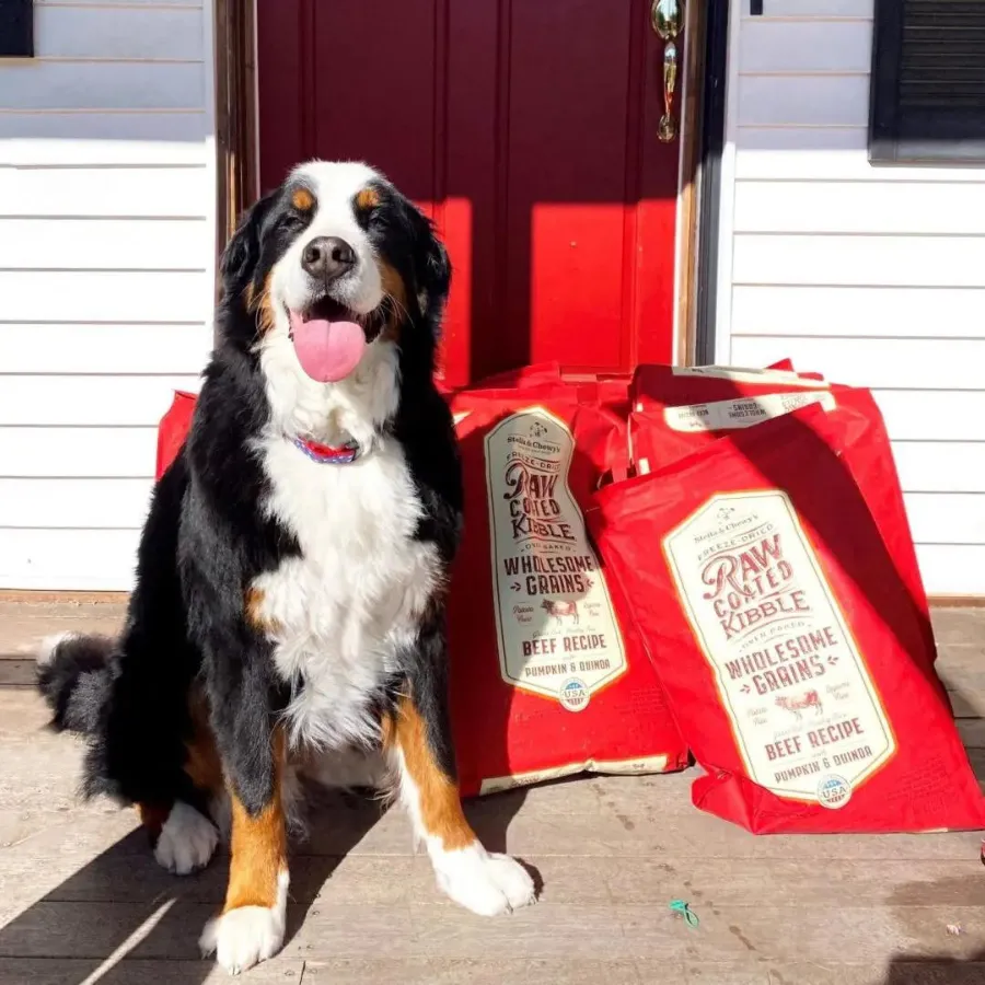Stella & Chewy's Wholesome Grain Beef Recipe Raw Coated Baked Kibble Dog Food