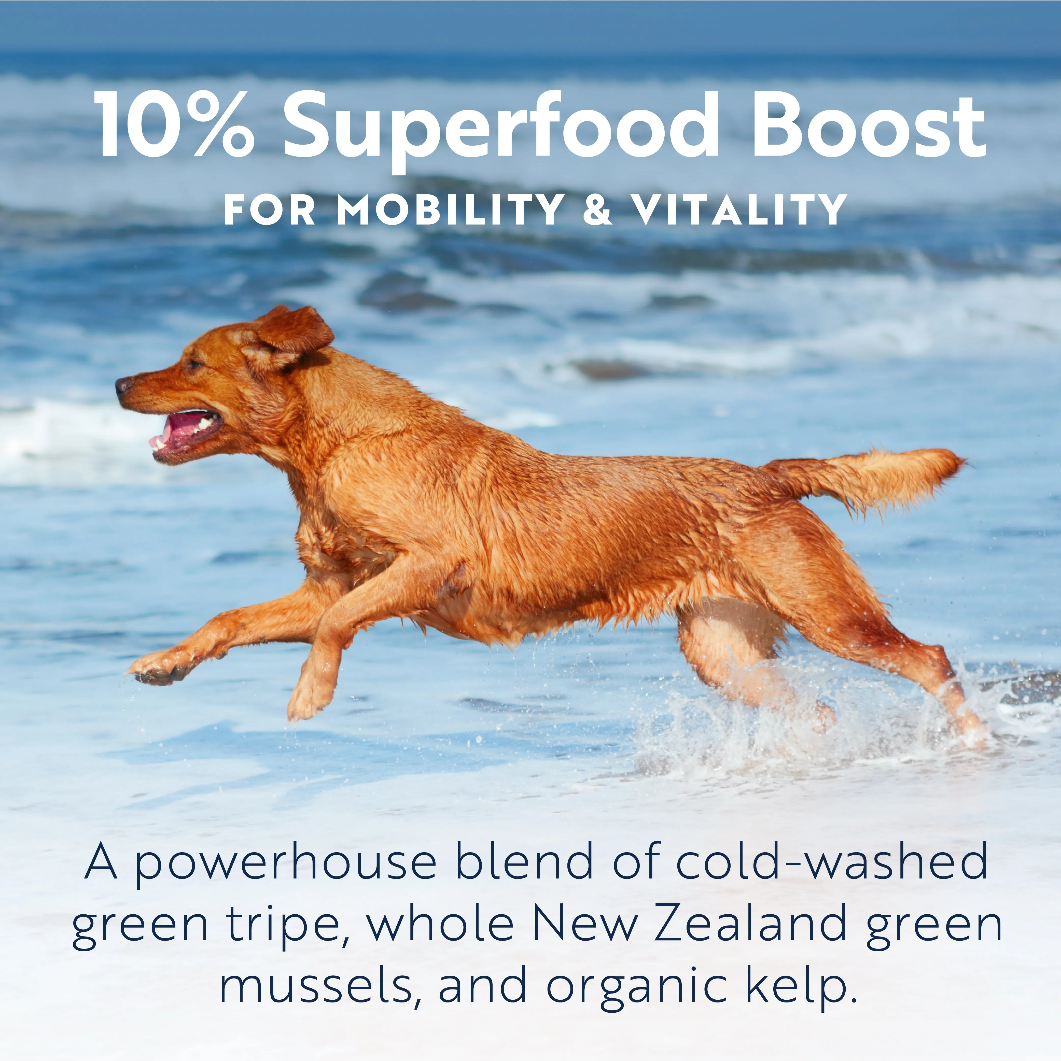 ZIWI Peak Wet Beef Recipe Dog Food 390g